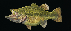 CHALLENGER NEW ARRIVAL - STREAM