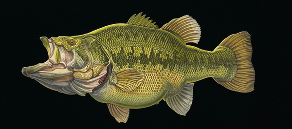 CHALLENGER NEW ARRIVAL - STREAM