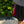 【LQQK STUDIO|ルックスタジオ】LQQK SHORTS/ルックショーツ(BLACK/RED)