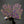 【NOROLL | ノーロール】KASURI GLOVE/カスリグローブ(PURPLE)