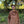 NOROLL|ノーロール SUGARI MESH ANORAK(YELLOW,BROWN)