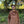 NOROLL|ノーロール SUGARI MESH ANORAK(YELLOW,BROWN)