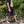 【迷迭香|マンネンロウ】NYLON HARVEST LOOSE SHORTS/ナイロン ハーベストルーズショーツ(BLACK , NAVY) - STREAM【迷迭香|マンネンロウ】NYLON HARVEST LOOSE SHORTS/ナイロン ハーベストルーズショーツ(BLACK , NAVY)STREAMNAVY3(L)