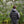 【PATAGONIA|パタゴニア】M'S FITZ ROY DOWN HOODY/メンズ・フィッツロイ・ダウン・フーディ(SMTB , BLK , DRBN , CNGR)26FW 着用サイズレビュー 正規取扱店舗 公式オンライン通販 島根 松江 800フィルパワー ダウンジャケット