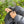 【PATAGONIA|パタゴニア】M'S FITZ ROY DOWN HOODY/メンズ・フィッツロイ・ダウン・フーディ(SMTB , BLK , DRBN , CNGR)26FW 着用サイズレビュー 正規取扱店舗 公式オンライン通販 島根 松江 800フィルパワー ダウンジャケット