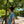 【PATAGONIA|パタゴニア】W'S GREAT WAVES RINGER TEE/ウィメンズ グレートウェーブス リンガーティー(LMZ , SHRB) - STREAM【PATAGONIA|パタゴニア】W'S GREAT WAVES RINGER TEE/ウィメンズ グレートウェーブス リンガーティー(LMZ , SHRB)STREAMSHRBS